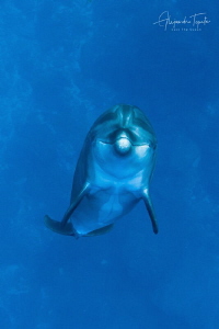 Dolphin dance, San Benedicto Island México by Alejandro Topete 